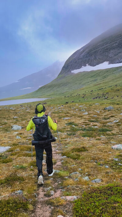 Gröna Bandet - Die Rentierherde